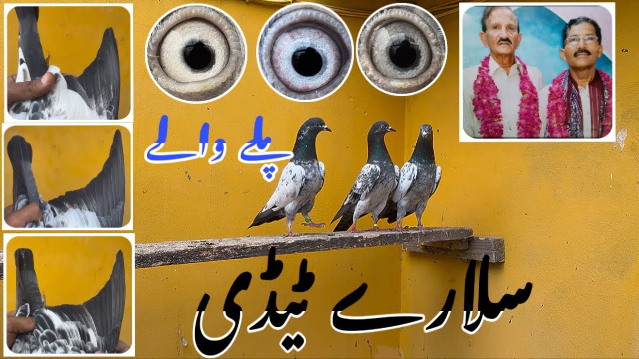 پلے والے||سلارے ٹیڈی ||استاد لالہ محمد یُوسف والے ||رزلٹ میں کوئی ثانی نہیں 