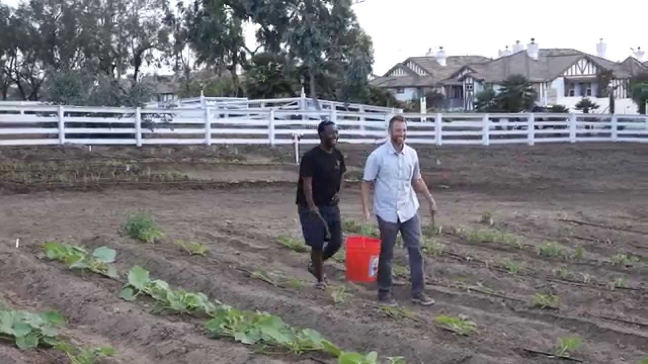 The Farm's First Biodynamic Preparation, BD500
