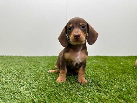 Video van Teckel Male Chocolat et feu - PUP-ID 010725183 | Dierenhof Debrabandere