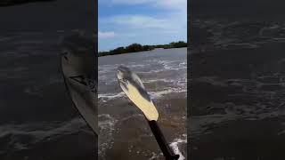 Look till the end🤯🤯 he almost capsized!!! #animals #fyp #shorts #monsterfish
