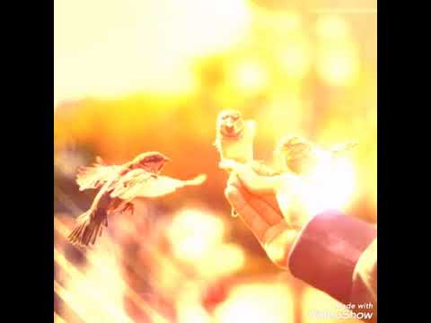 دکلمه زیبا شب عاشقان بی دل چی شبی دراز باشد