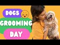 OMG! We gave her SHEEP LOOK | Dogs Grooming Day