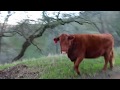 Being chased by a Bull