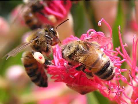 Video: Fiori Melliferi