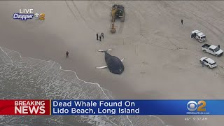 Dead whale found on Lido Beach