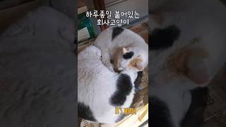 오늘도 꼭 붙어있는 자매냥  #시골회사복지