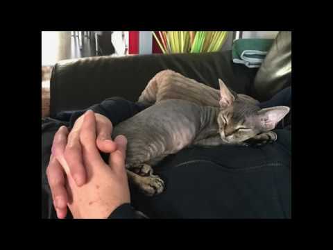 Video: Devon Rex Cat Breed Hypoallergenic, Kalusugan At Life Span