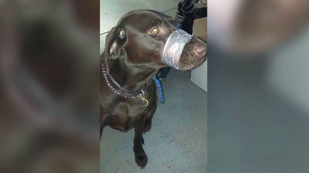 Закрывает рот собаке. Видео собаки и цыпленка во рту. Мягкий намордник для собаки. Очима собаки. Надул таксу гиф.