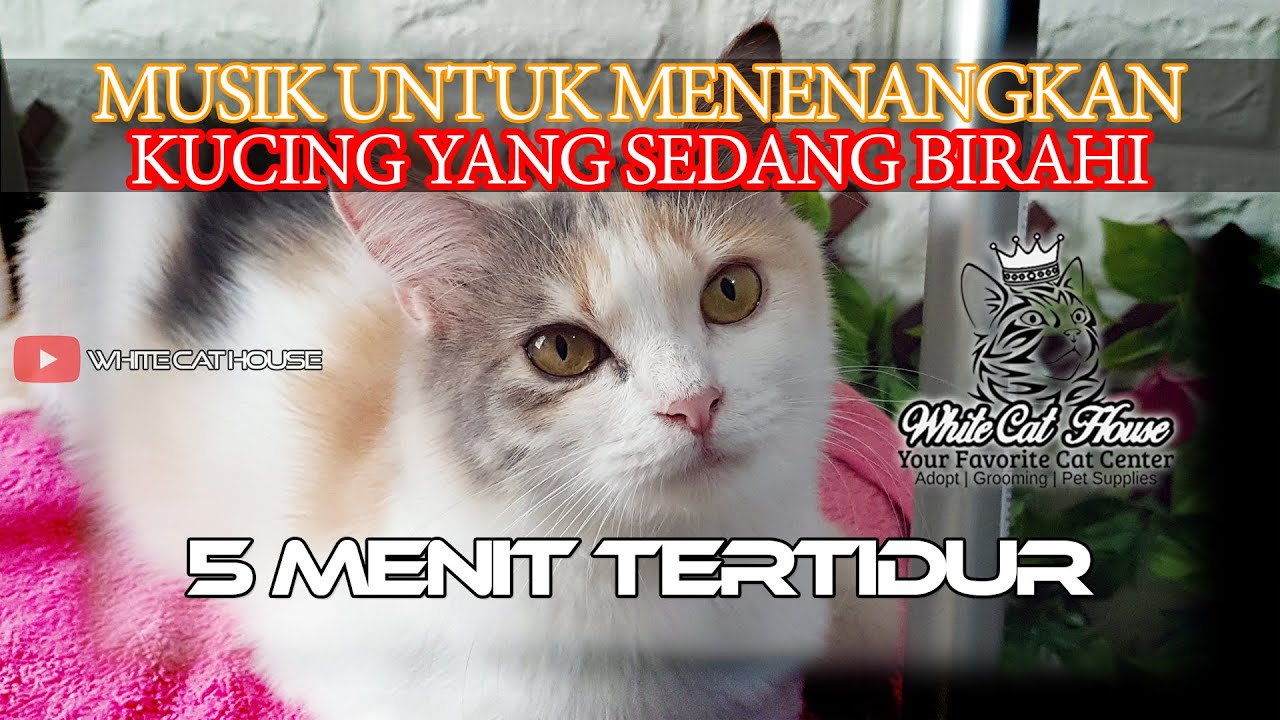 MUSIK UNTUK MENENANGKAN KUCING YANG SEDANG BIRAHI WhiteCatHouse 