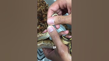 How To Tell The Gender of Your Snake #shorts