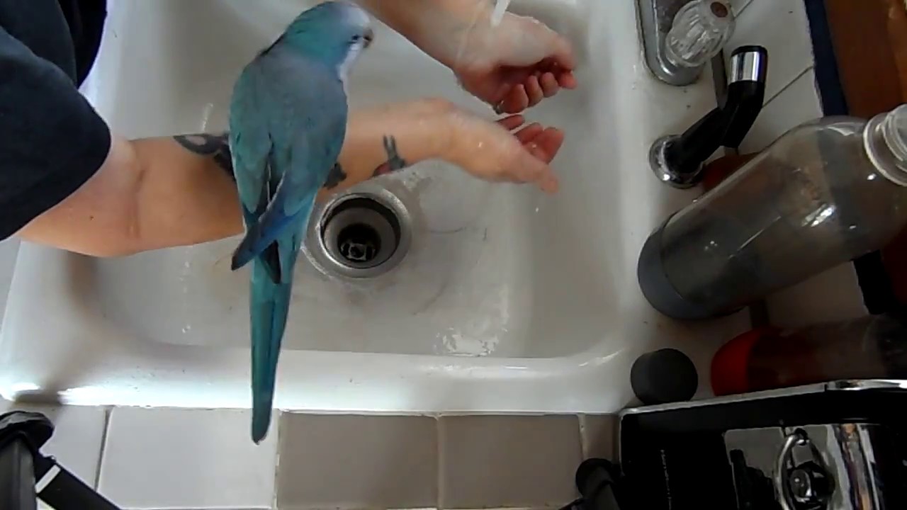 My Quaker Parrot Joy Getting A Bath