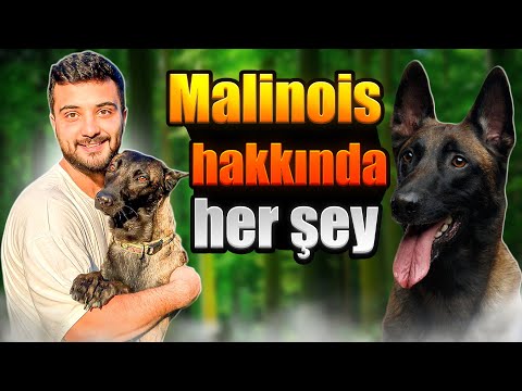 MALİNOİS HAKKINDA HER ŞEY 🐶