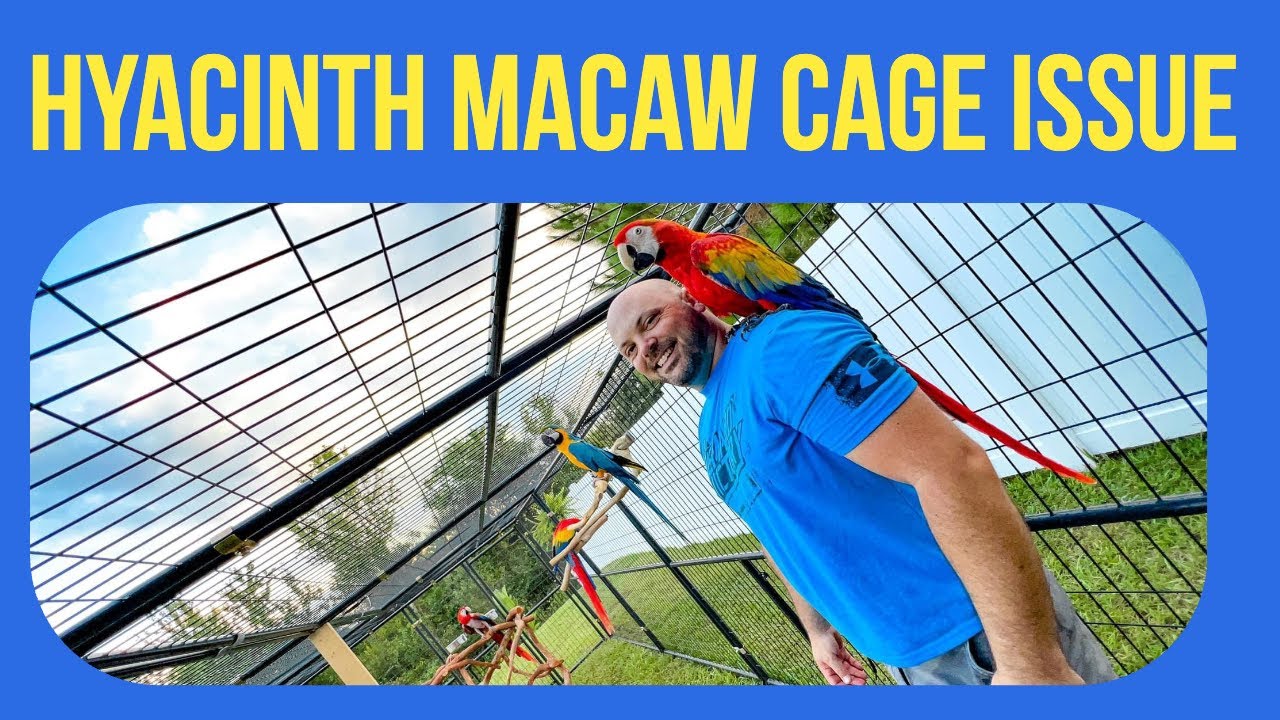 Photo inspiration: Picture Idea: Hyacinth Macaw Cage Issue Q A