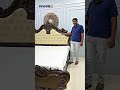 Teakwood Royal Cot | Luxury Bedroom Furniture | WINGO Rajahmundry Furniture Factory #bedroom