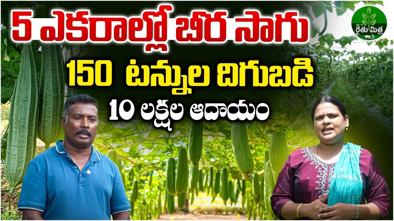 Ridge Gourd Farming | 5 ఎకరాల్లో 150 టన్నుల బీర కాయ | Beerakaya Sagu | BIG TV Rythu Mithra