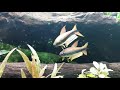 COMMUNITY AQUARIUM Fish|Emperor Tetra|Nematobrycon palmeri|Close up| Tropical Aquarium fish