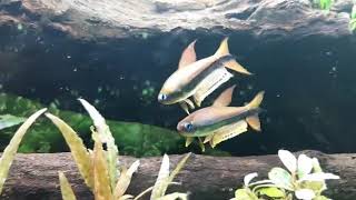 COMMUNITY AQUARIUM Fish|Emperor Tetra|Nematobrycon palmeri|Close up| Tropical Aquarium fish