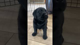 The Cutest Labrador Puppies Ever (Pt. 2)