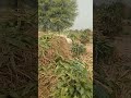 Natural Environment Transportation of Maize Grass