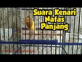 Suara Kenari Nafas Panjang | Ngriwik/Ngeriwik