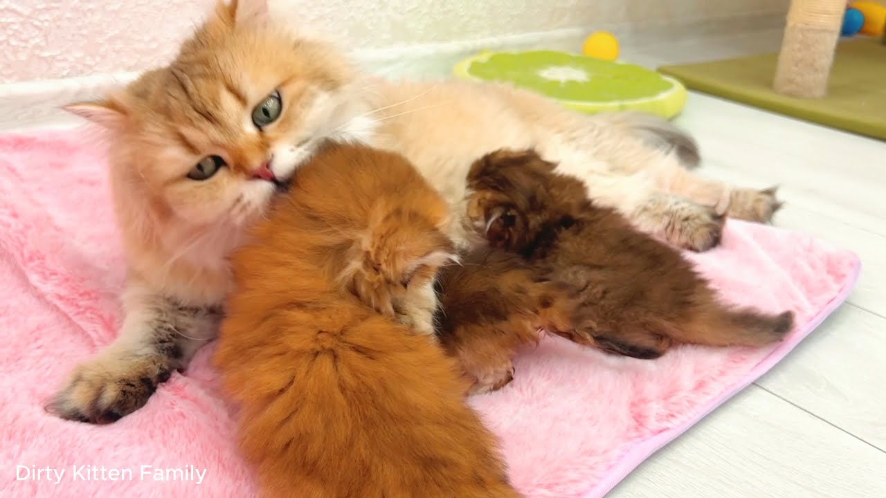 Независимо насколько большими становятся котята, они всегда бегут обратно к маме