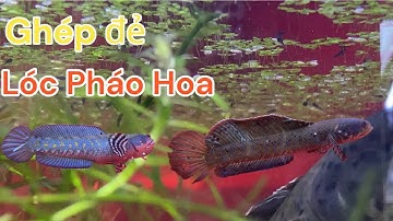 Về lóc tập 1 | Ghép đẻ cặp lóc Pháo Hoa Đón Vàng - Da Báo chi tiết nhất | Lóc cảnh phan Thiết