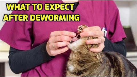 How Long After Deworming Will My Cat Feel Better?
