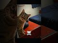 You Think Cats Are Sneaky? Or Not? 💀 #cat #catshorts #trollfaceedit