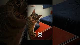 You Think Cats Are Sneaky? Or Not? 💀 #cat #catshorts #trollfaceedit