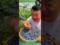 Farm fresh ninja fruit cutting #16 | Ly Chynh St  #shorts