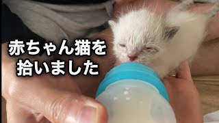 赤ちゃん猫を保護しました　#子猫 #保護猫