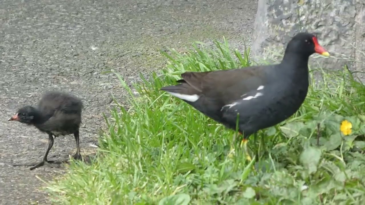 Birds of Ireland. Young moorhen chick out for a stroll, but moma moorhen is close by with a snack.