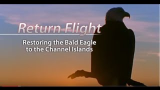 Return Flight: Restoring the Bald Eagle to the Channel Islands