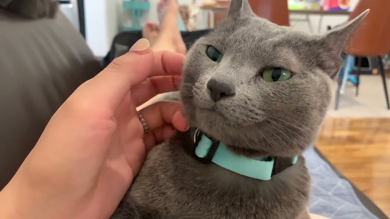 ASMR - Sarang Loves To Relax On My Tummy (Cat Massage)