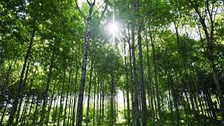 Trees and Leaves Sound RELAXING to help you sleep, study and relieve STRESS 5 HOURS