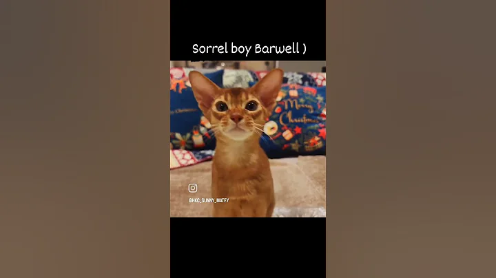 Watch the video about Aby Sorrel boy Barwell #abyssinian #cat #funnykitty #hiphop #music #rap