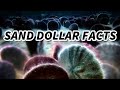 Sand Dollar facts: the currency of mermaids | Animal Fact Files