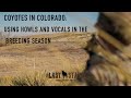 Coyotes in Colorado: Using Howls and Vocals in the Breeding Season | The Last Stand S3:E9