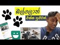 බල්ලොත් එක්ක පුළුවන් - ikman pet selling Sri lanka 🐶