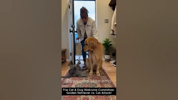 Video 11780091: british shorthair golden cat, cat attacks