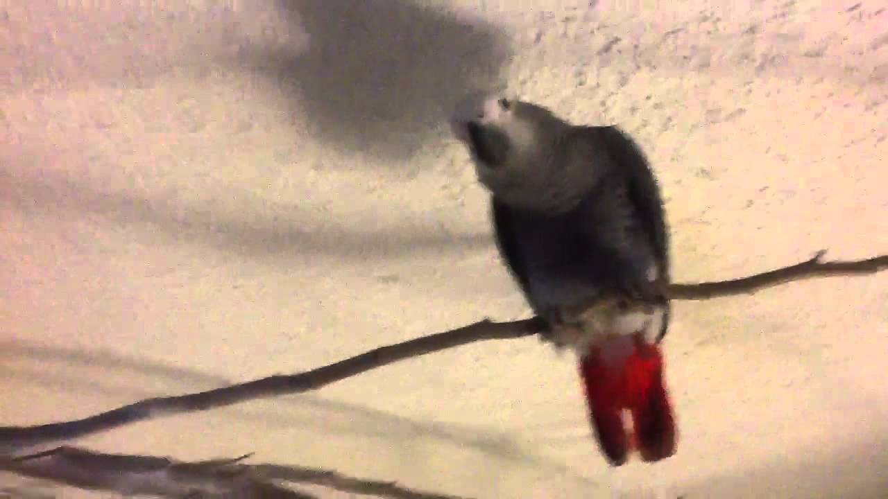 My New Ceiling Perch - YouTube