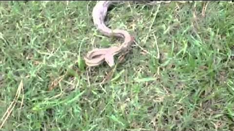 Found big rat snake eating my chicken eggs in hen house.