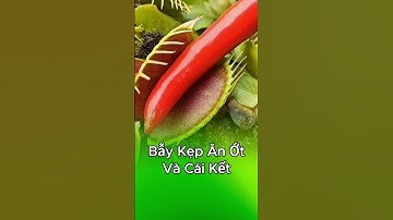 Cây bẫy kẹp ăn quả ớt và cái kết đẹp #câybẫykẹp  #câybắtmồi
