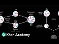 Allopatric and sympatric speciation  biology  khan academy