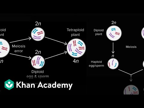 Allopatric and sympatric speciation | Biology | Khan Academy