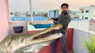 Aaj Green Pea 🫛 Diye Hamare Alligator Gar Ko
