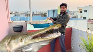 Aaj Green Pea  Diye Hamare Alligator Gar Ko