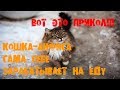 КОШКА АНФИСА ЗАРАБАТЫВАЕТ НА ЕДУ ANFISA CAT EARNS FOOD