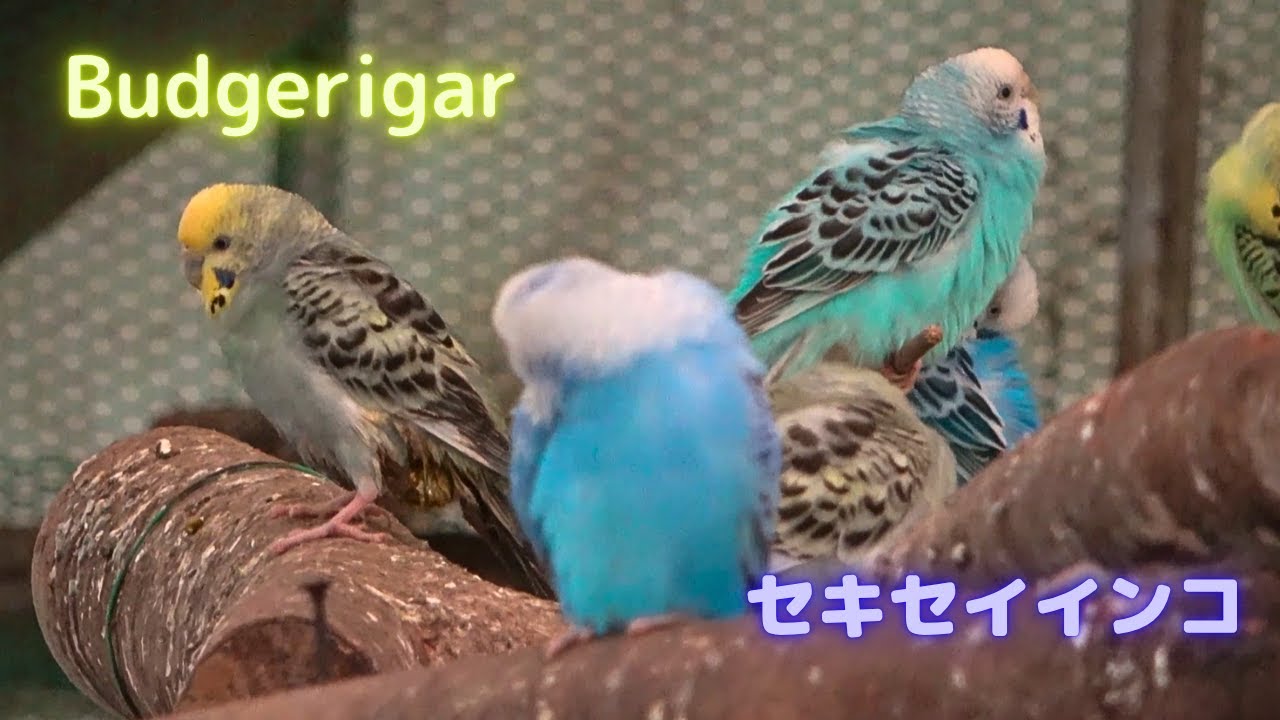 せきせいいんこ YouTube