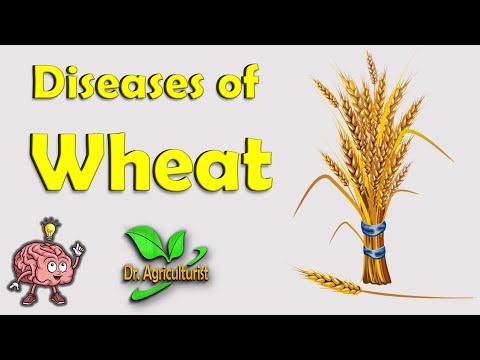 Diseases of Wheat